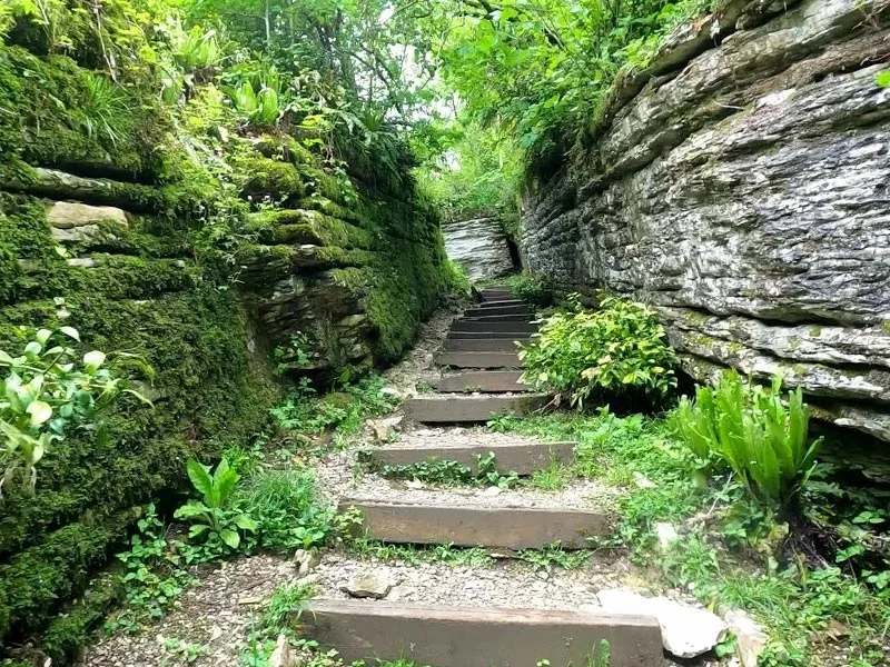 Yew and boxwood grove (Khosta)